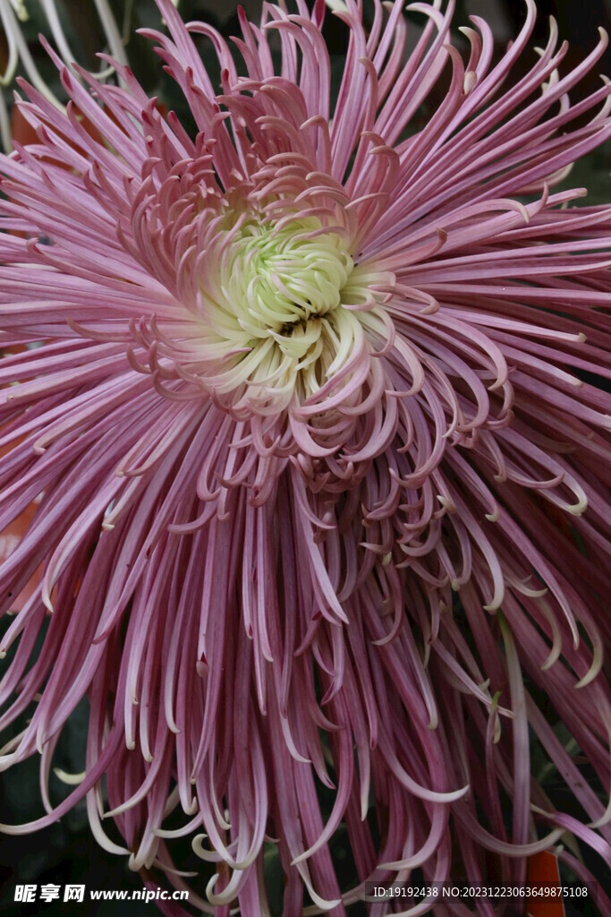 菊花