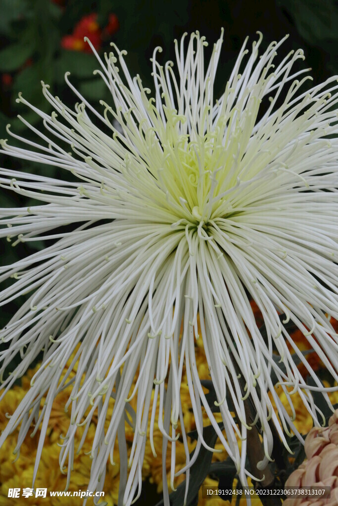 菊花 