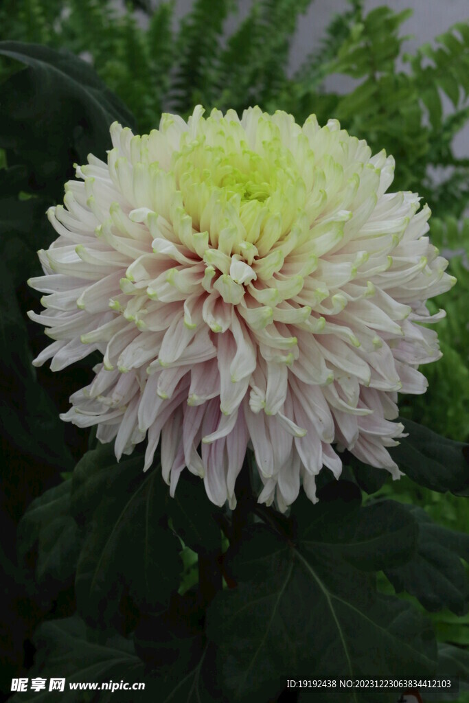 菊花 
