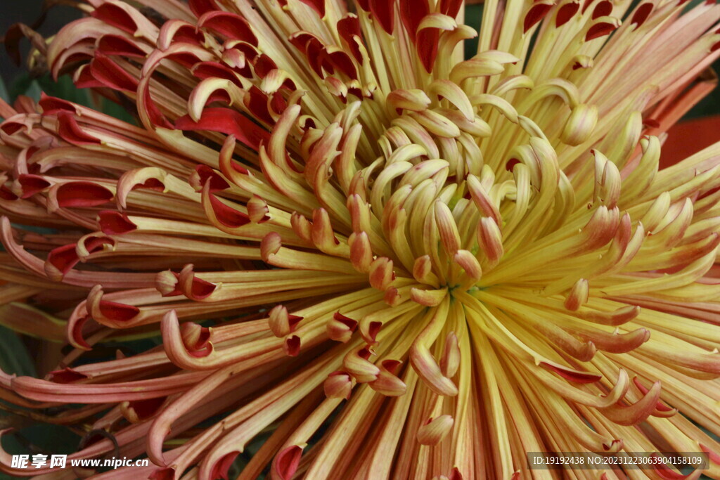 菊花 
