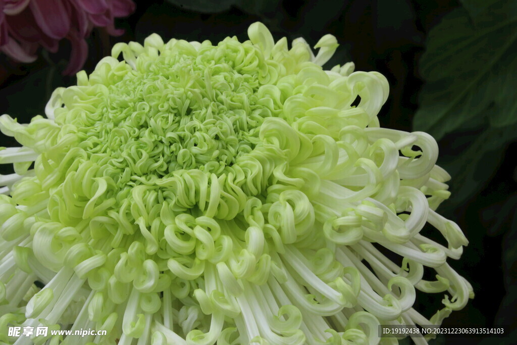 菊花
