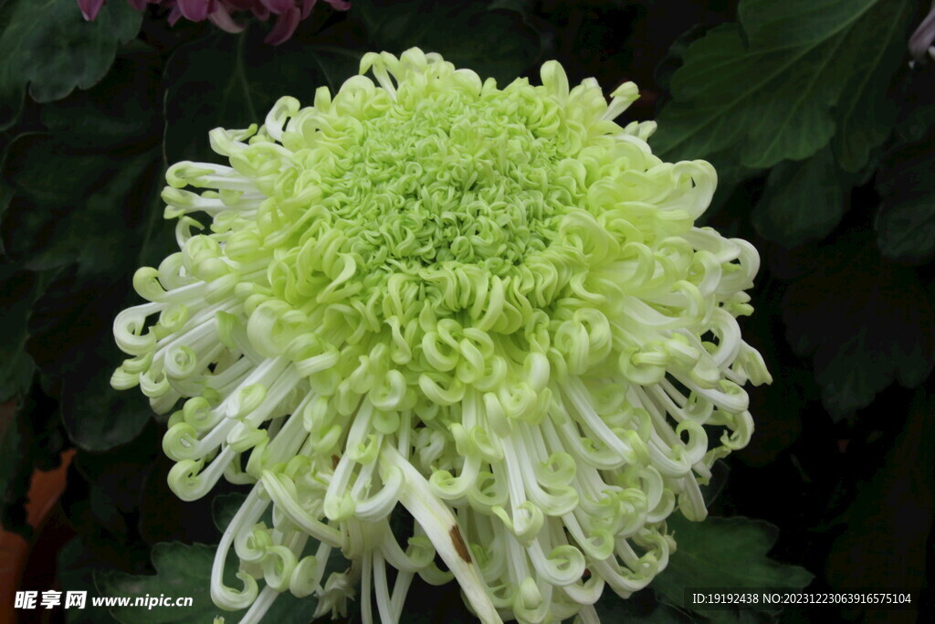菊花 