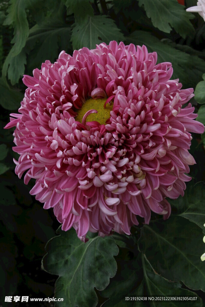菊花