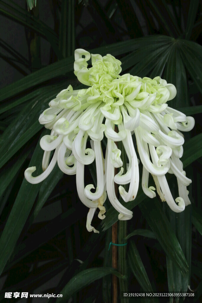 菊花 