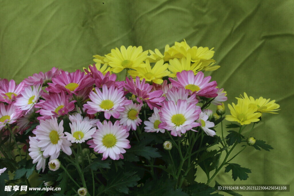 菊花