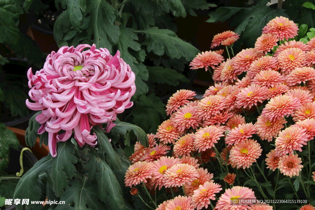 菊花 