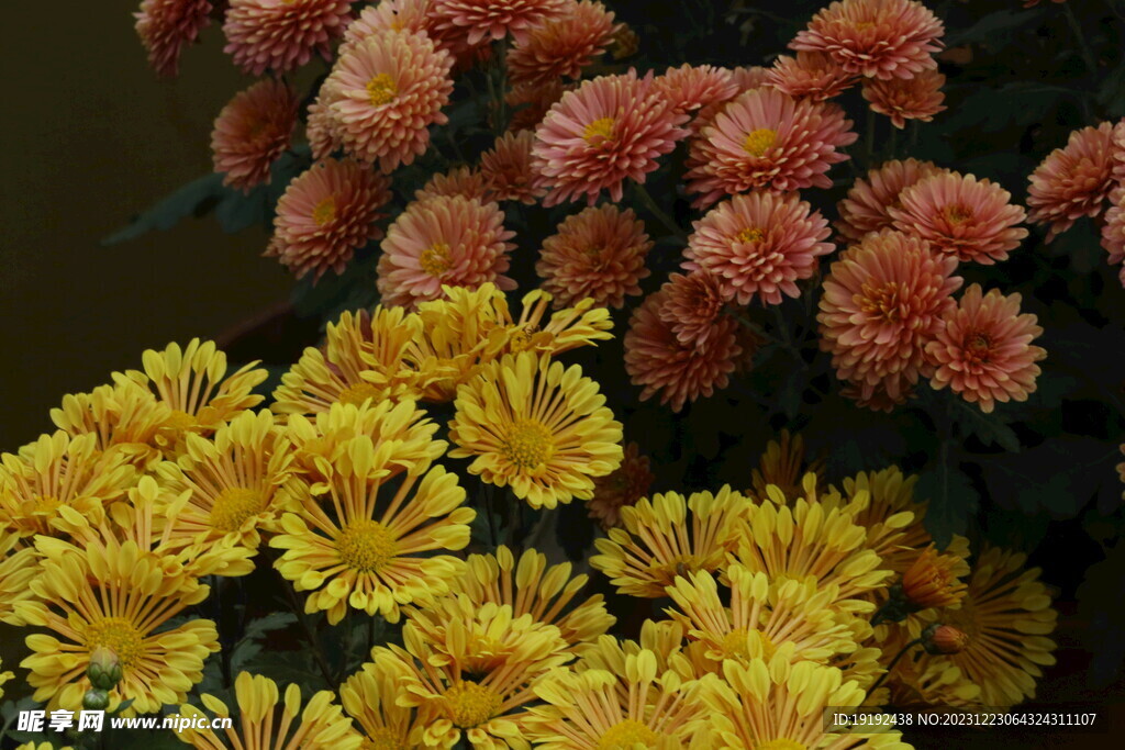 菊花