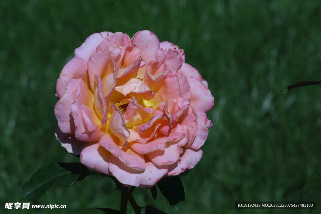 月季花 