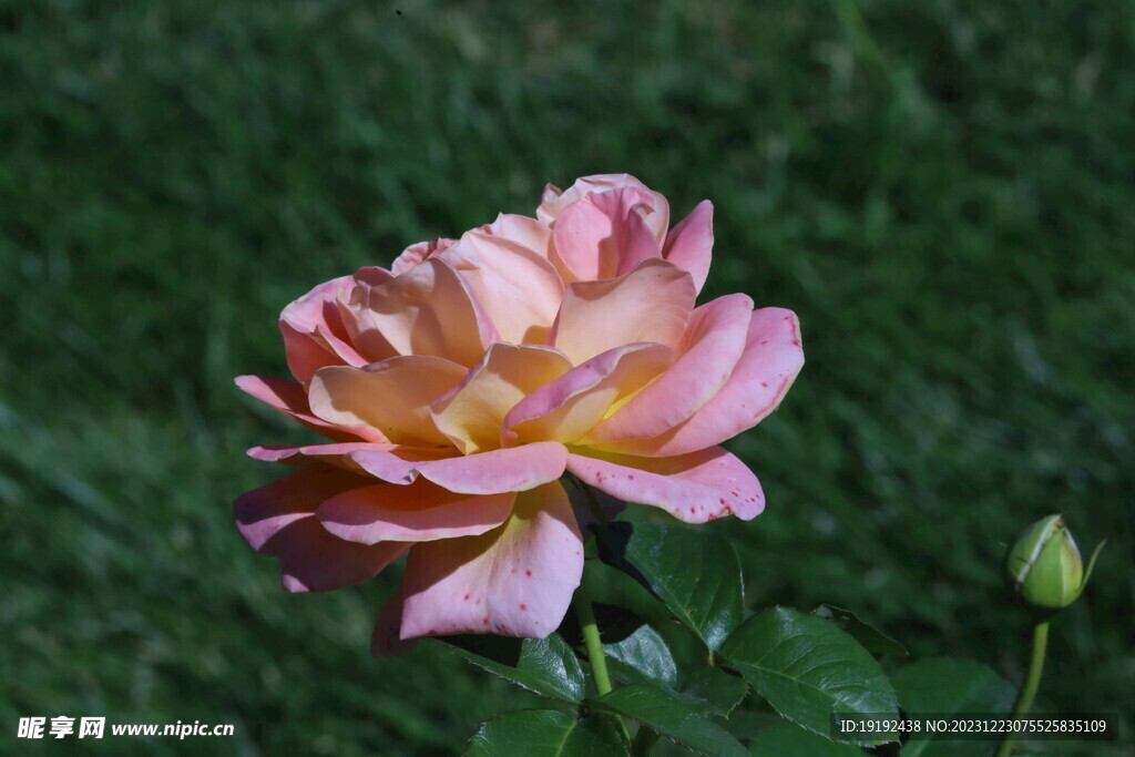 月季花