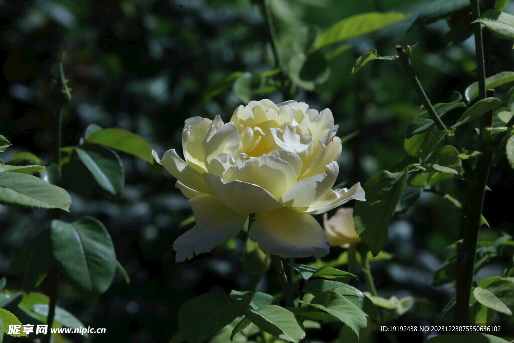 月季花