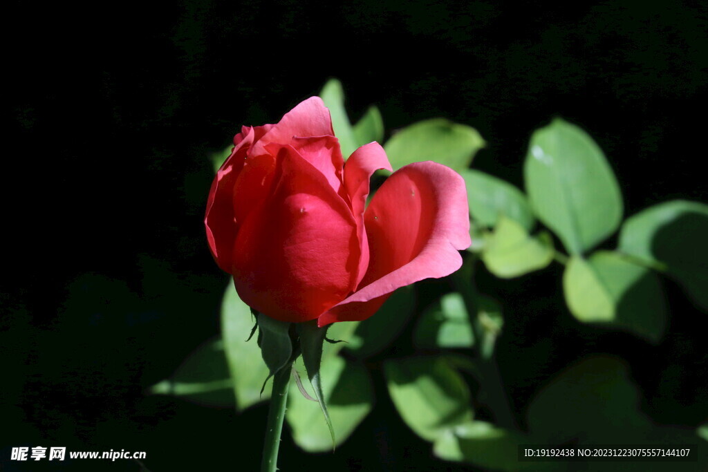月季花