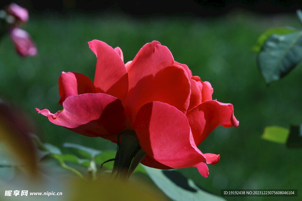 月季花 