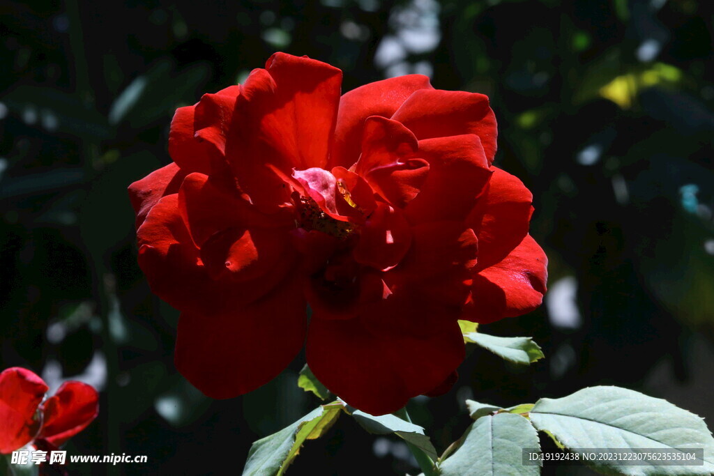 月季花