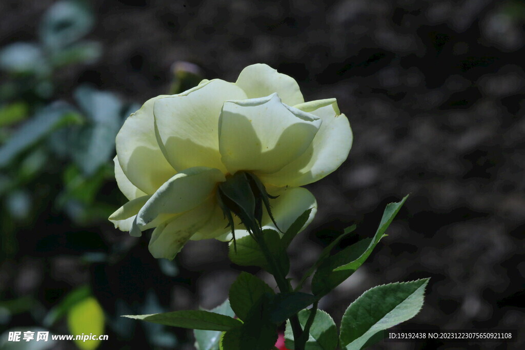 月季花