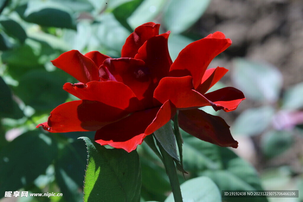月季花 