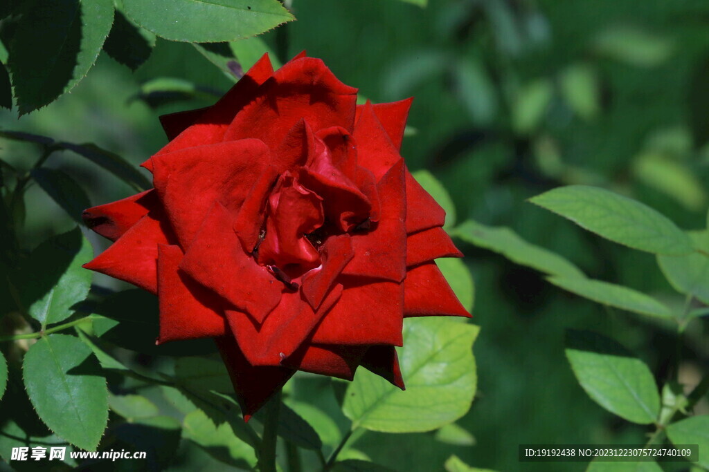 月季花