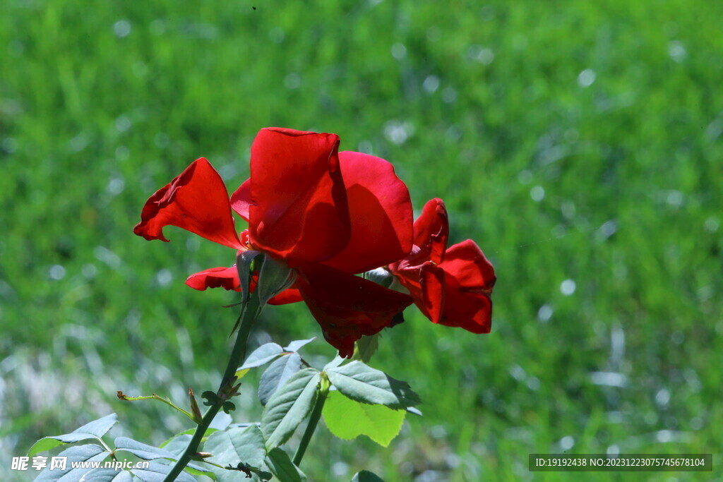 月季花 