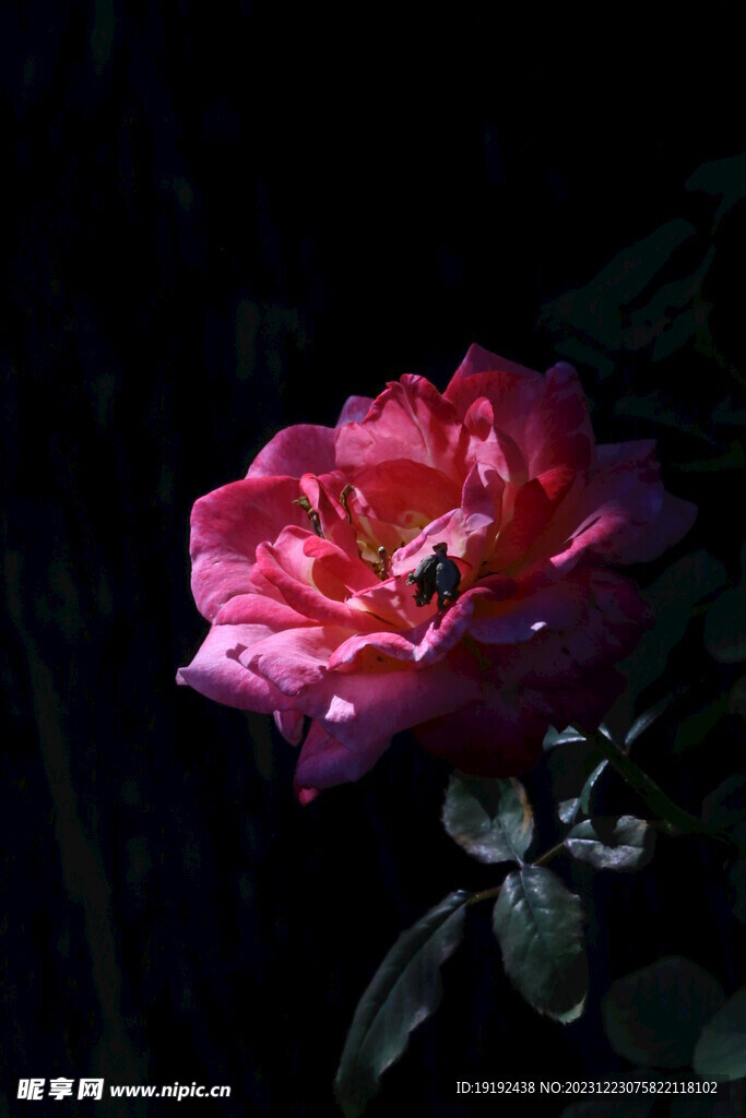 月季花