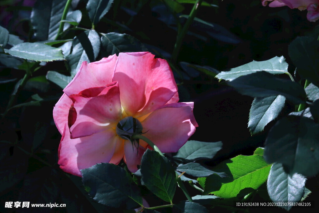 月季花