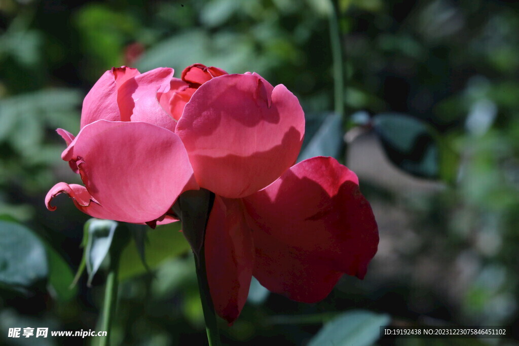 月季花 
