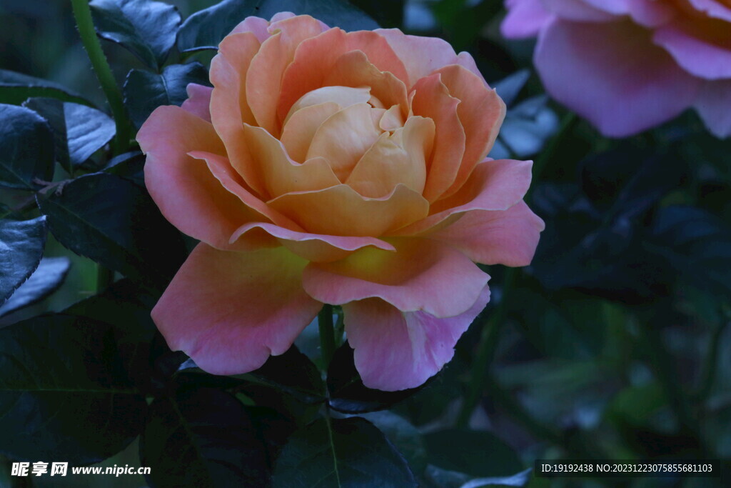 月季花 