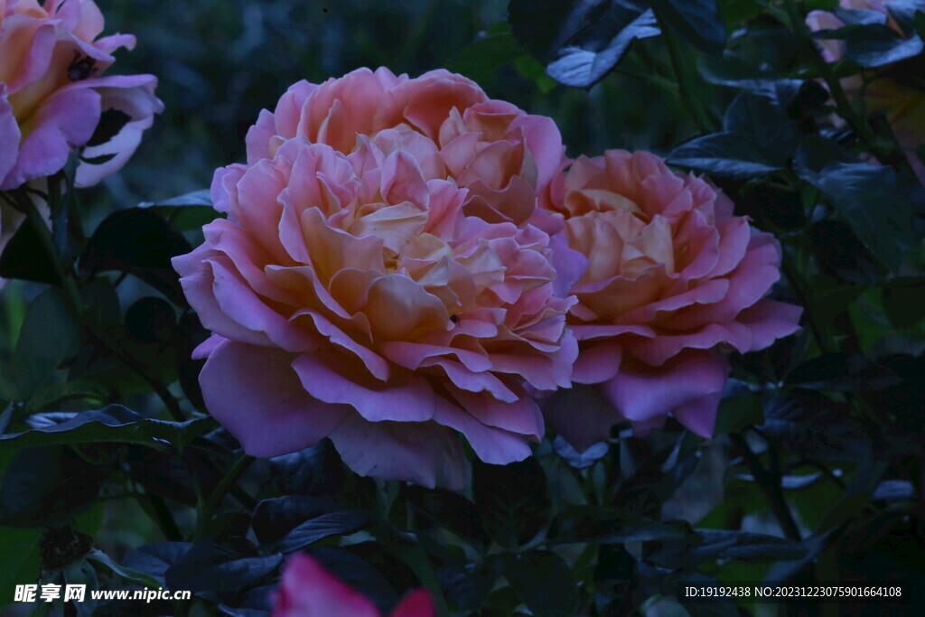 月季花