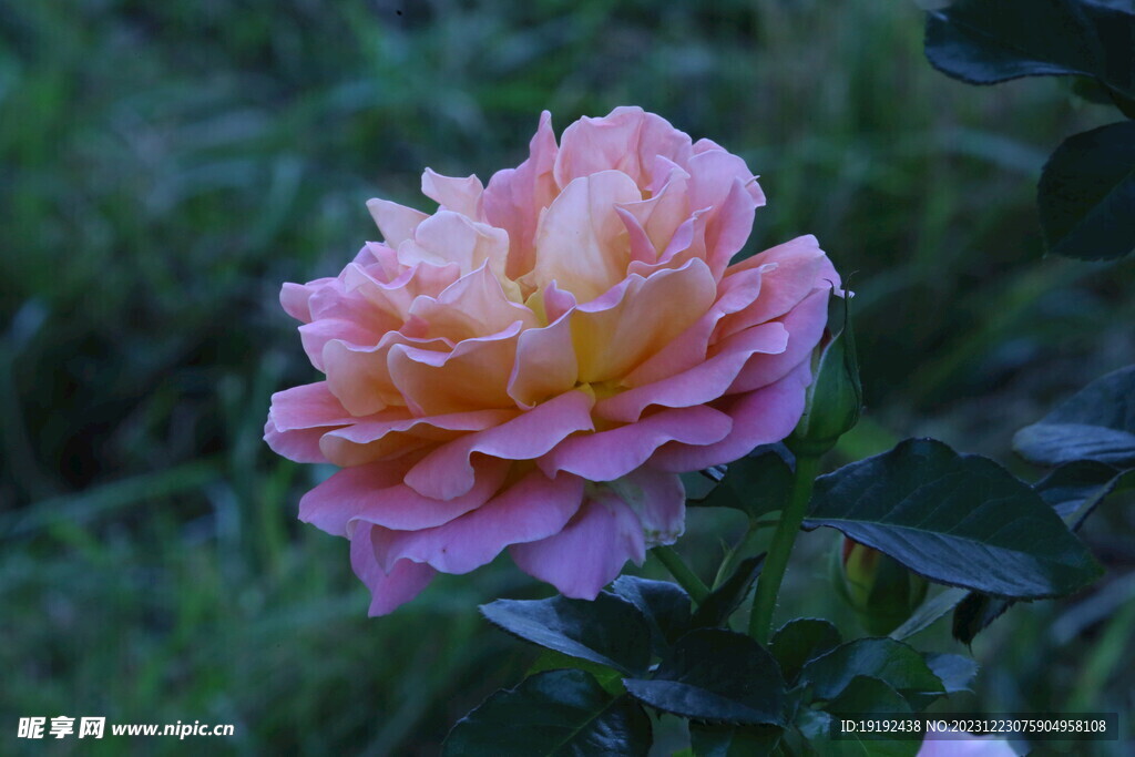 月季花