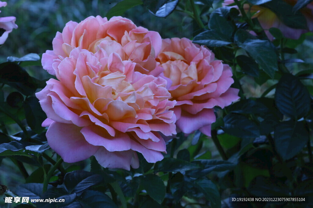 月季花