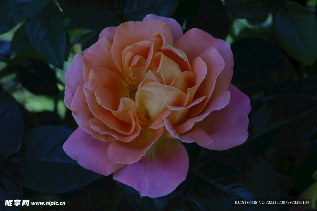 月季花 