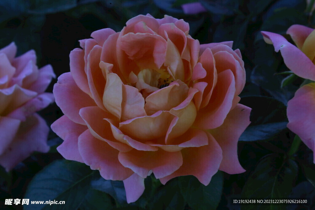 月季花 