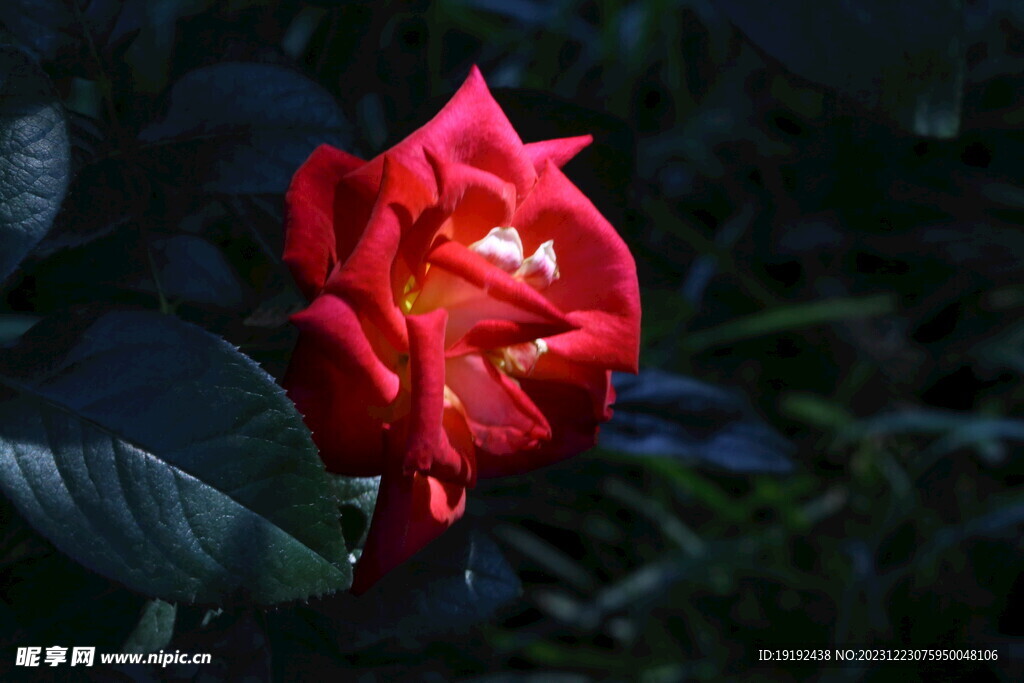 月季花 