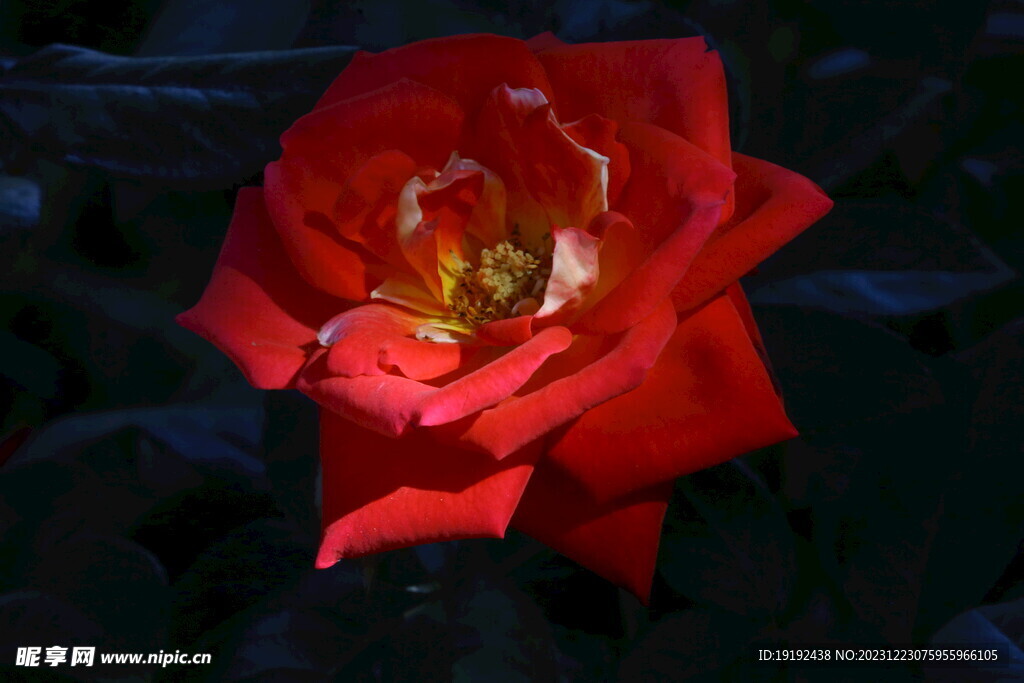 月季花 