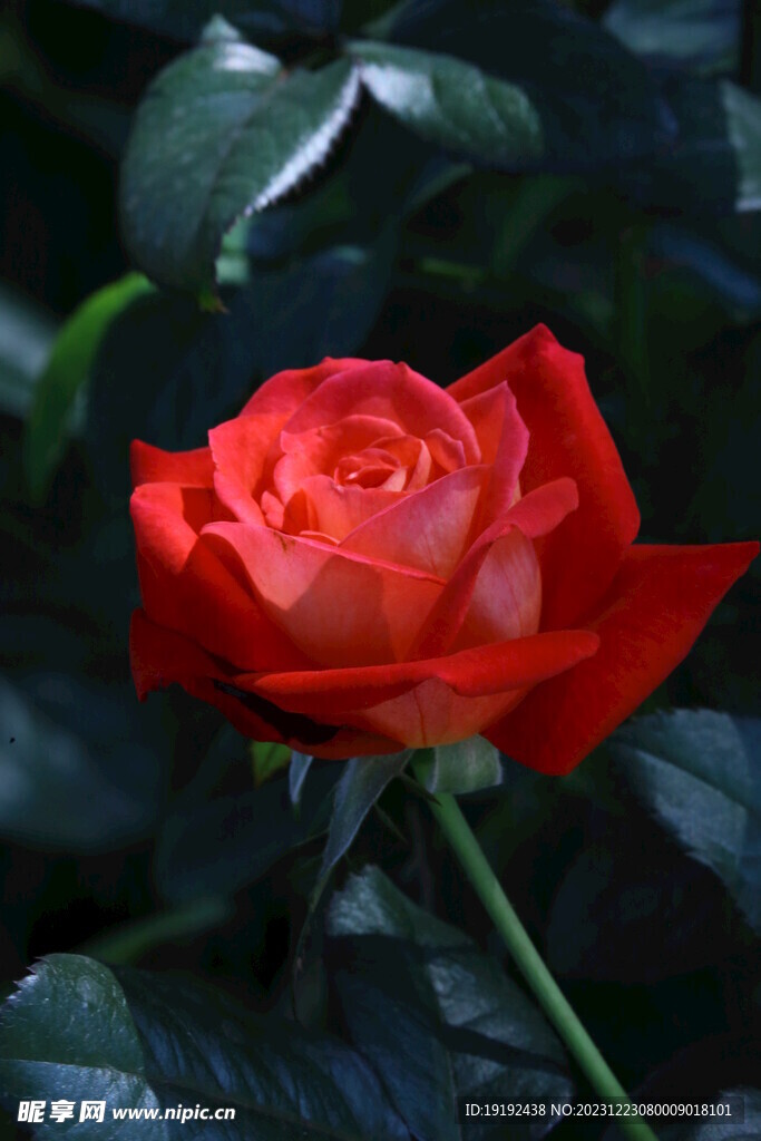 月季花 