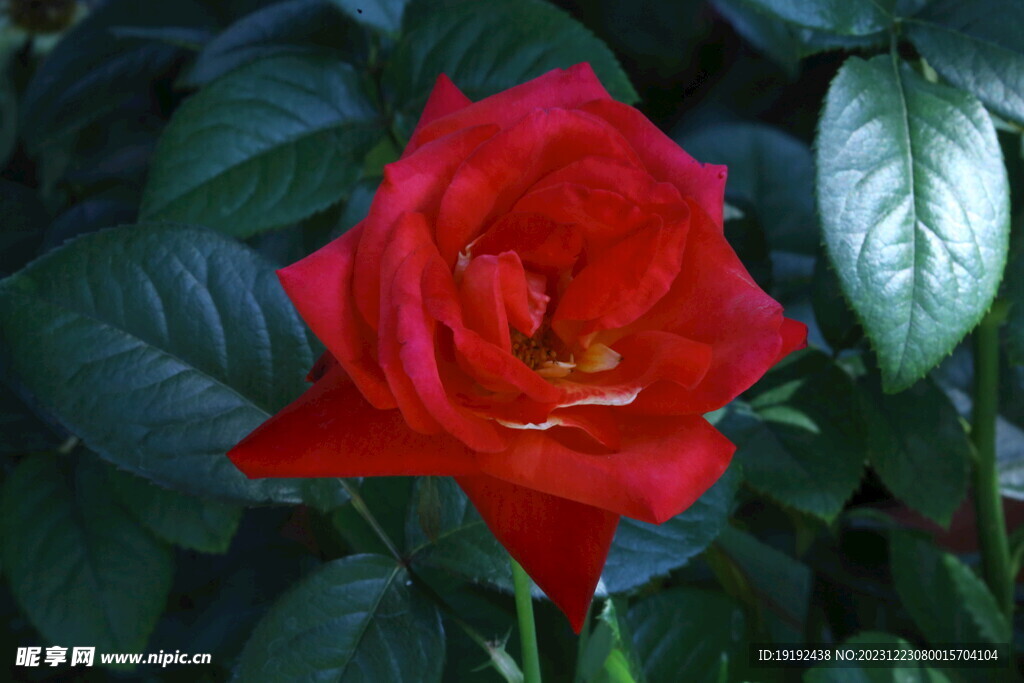 月季花