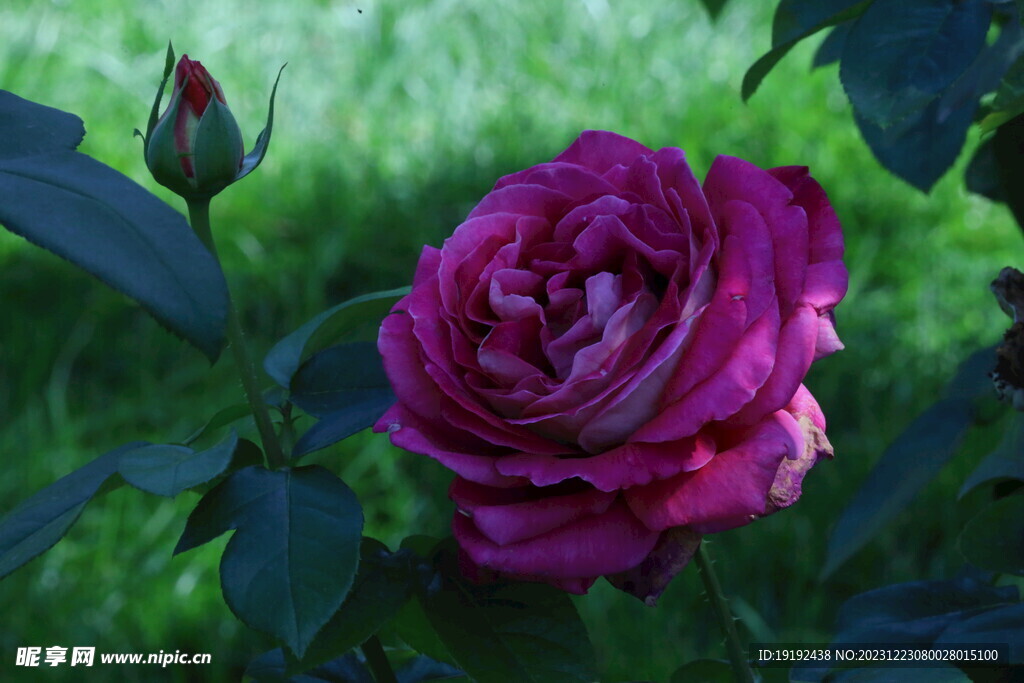 月季花