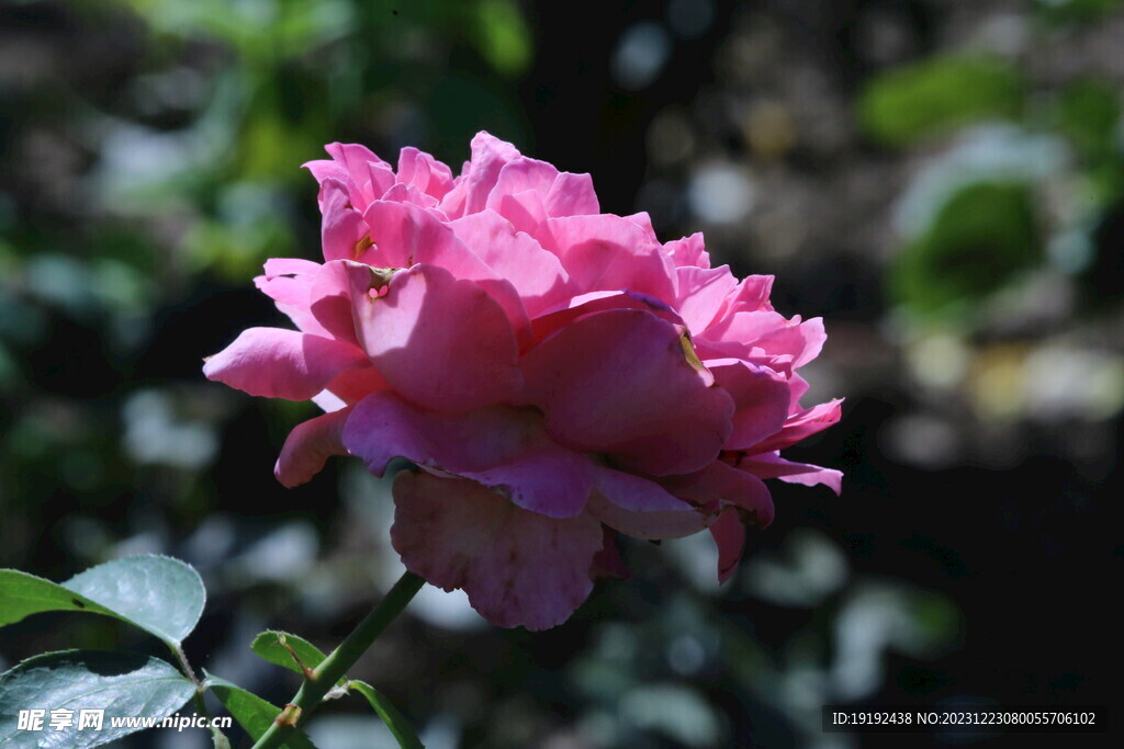 月季花 