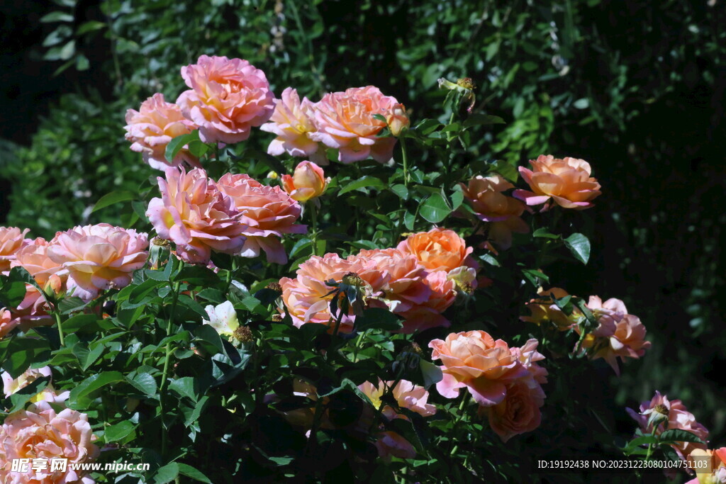 月季花