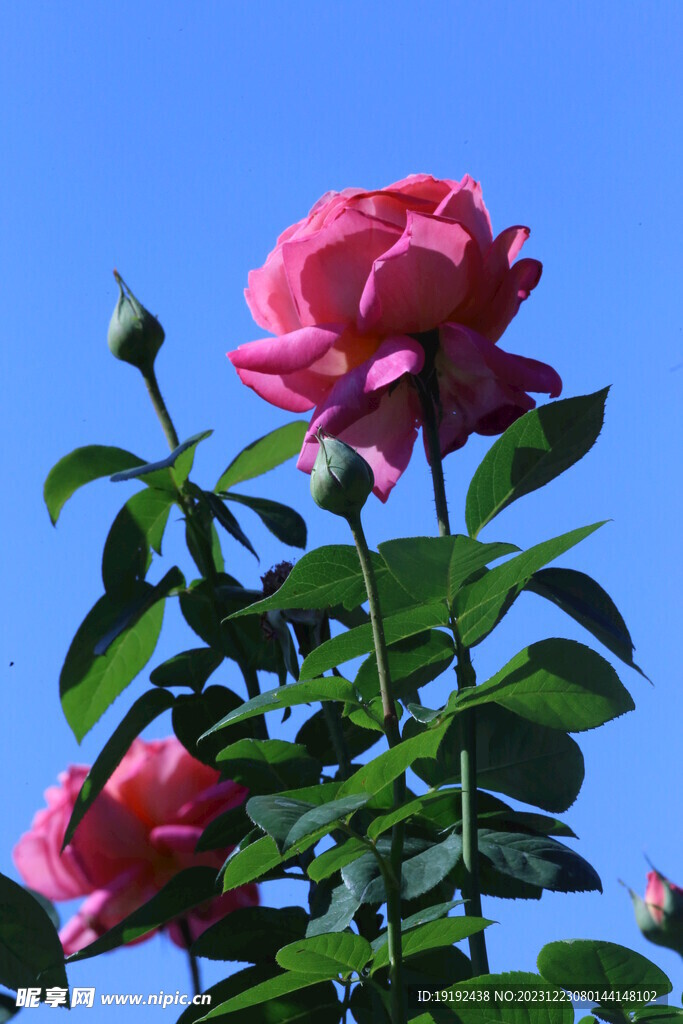 月季花