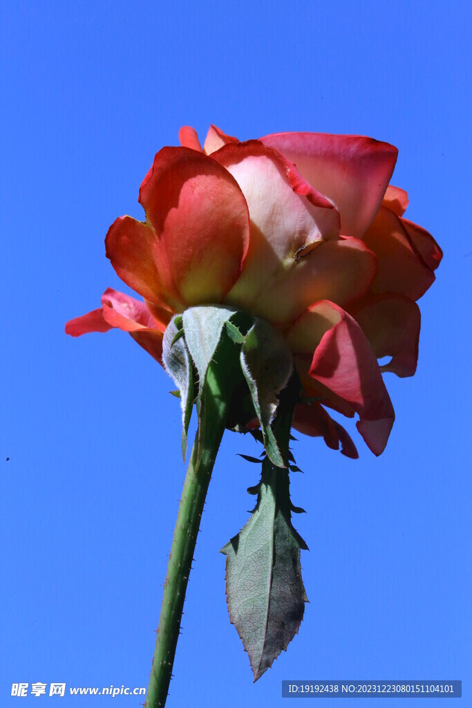 月季花 