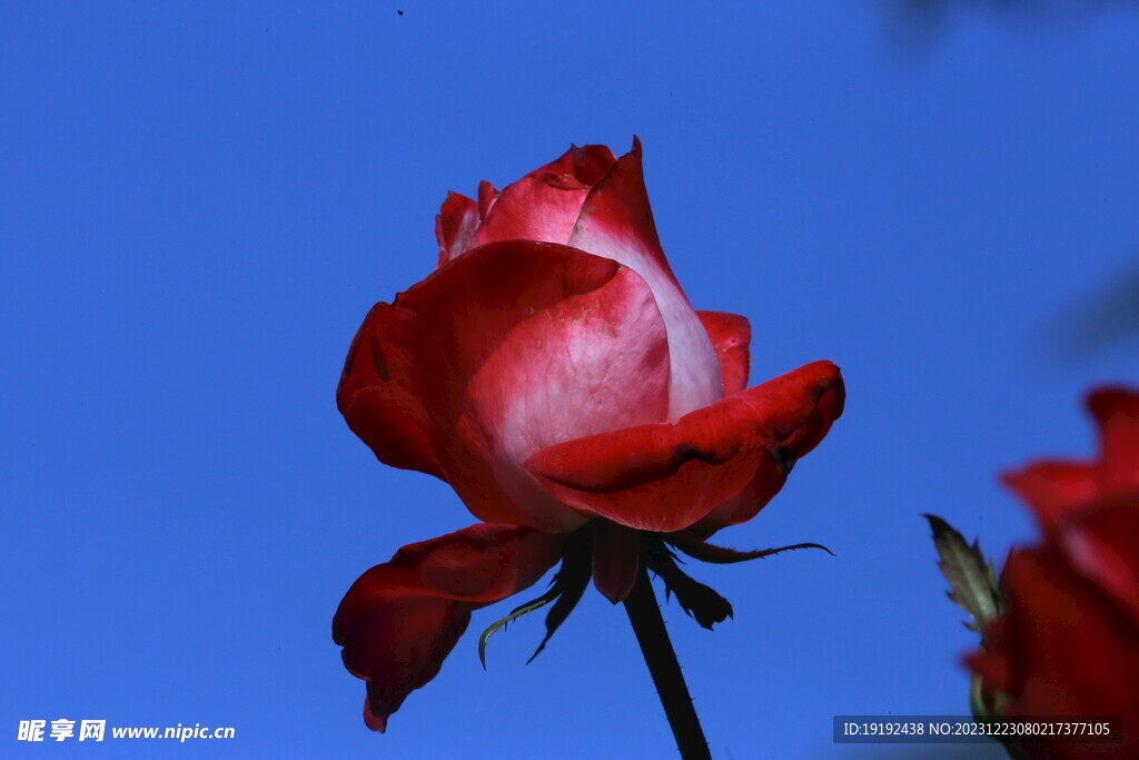 月季花 