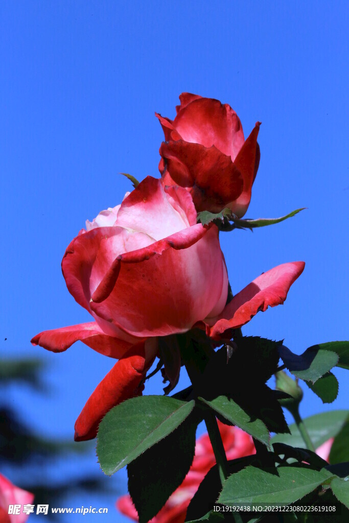 月季花 