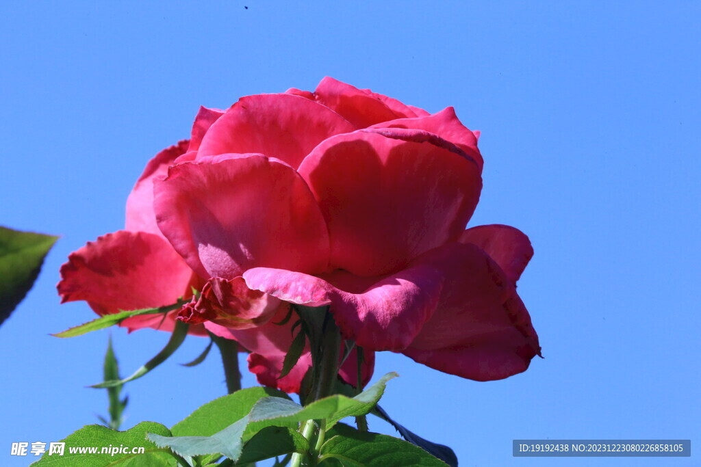 月季花 