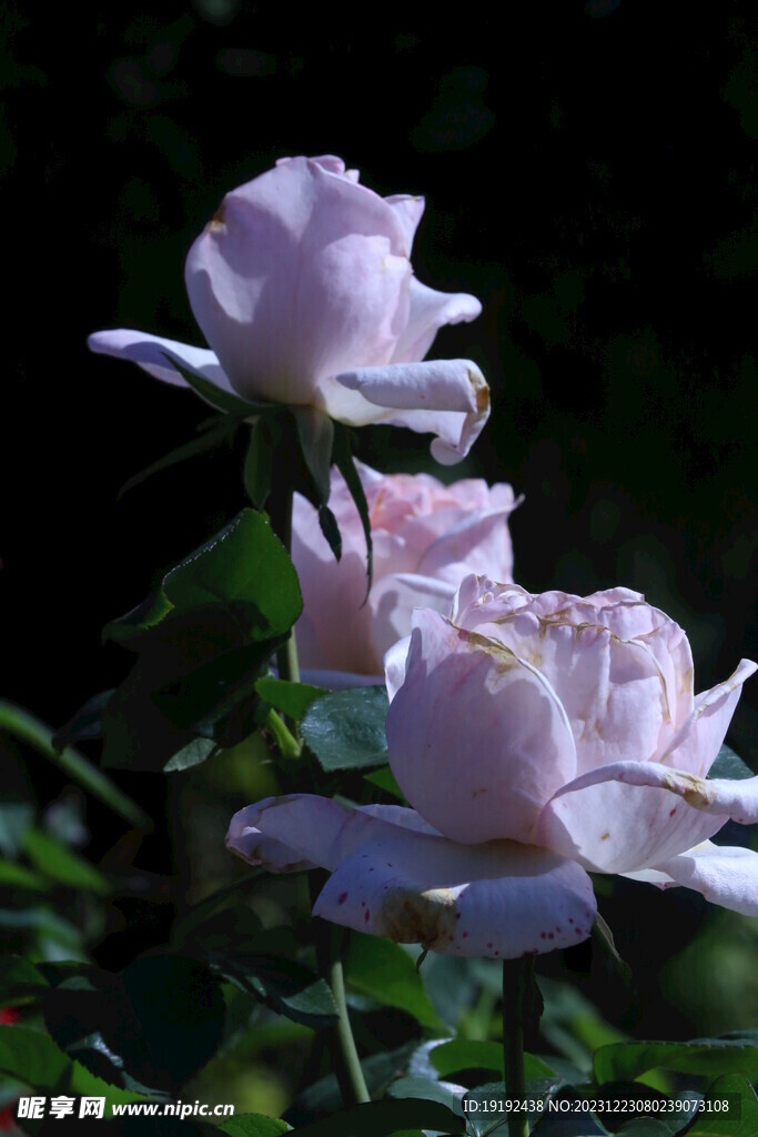 月季花