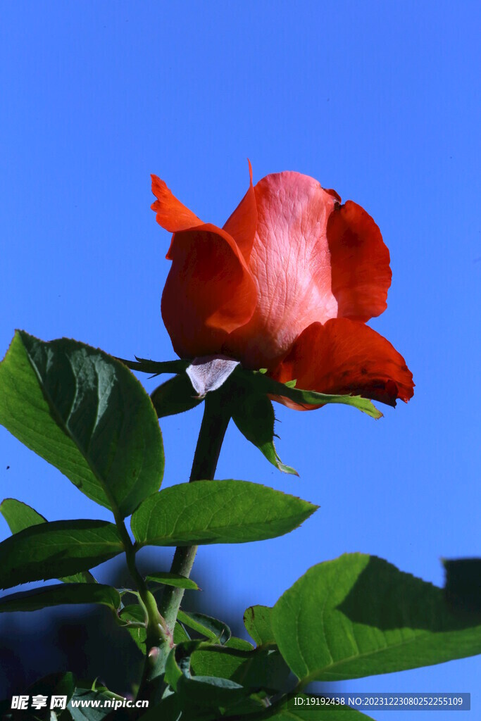 月季花  