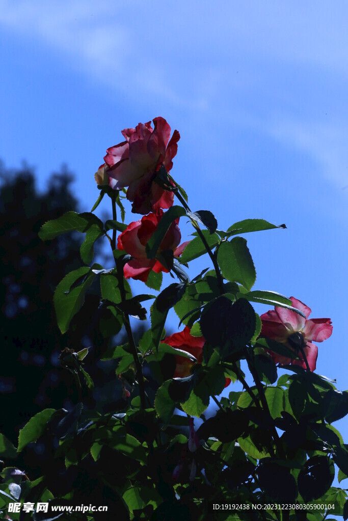 月季花  