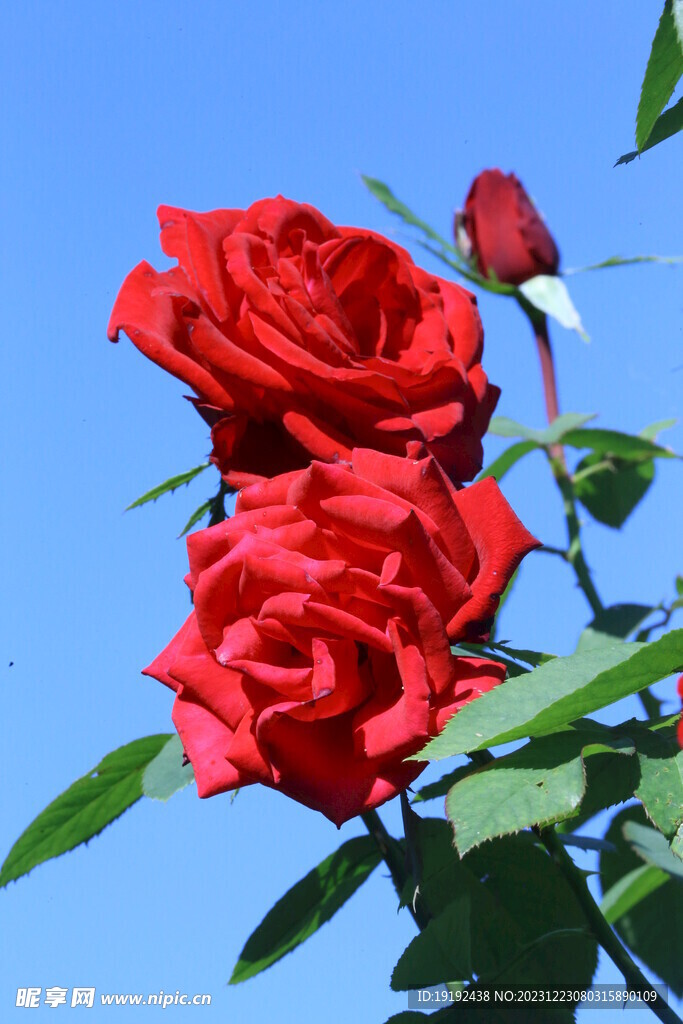 月季花 