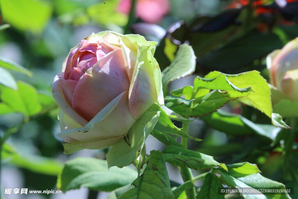 月季花 