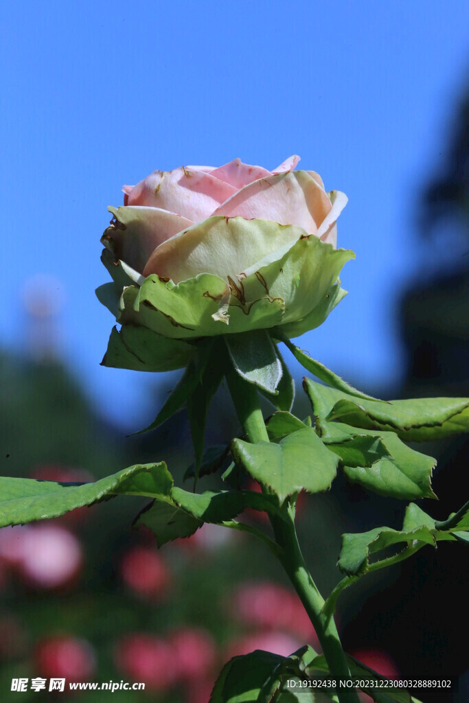 月季花