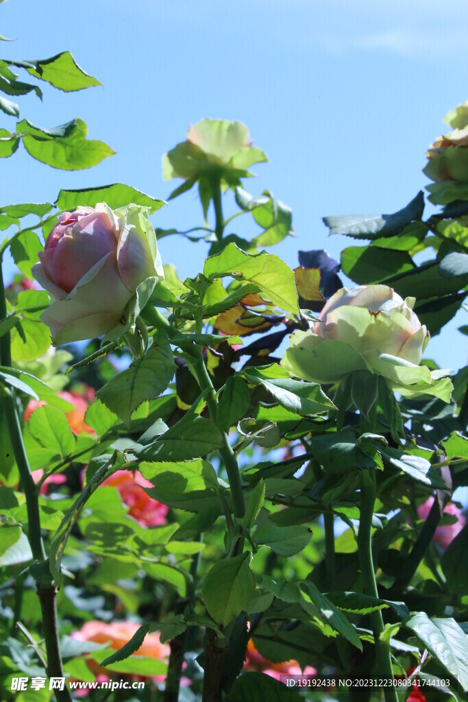 月季花
