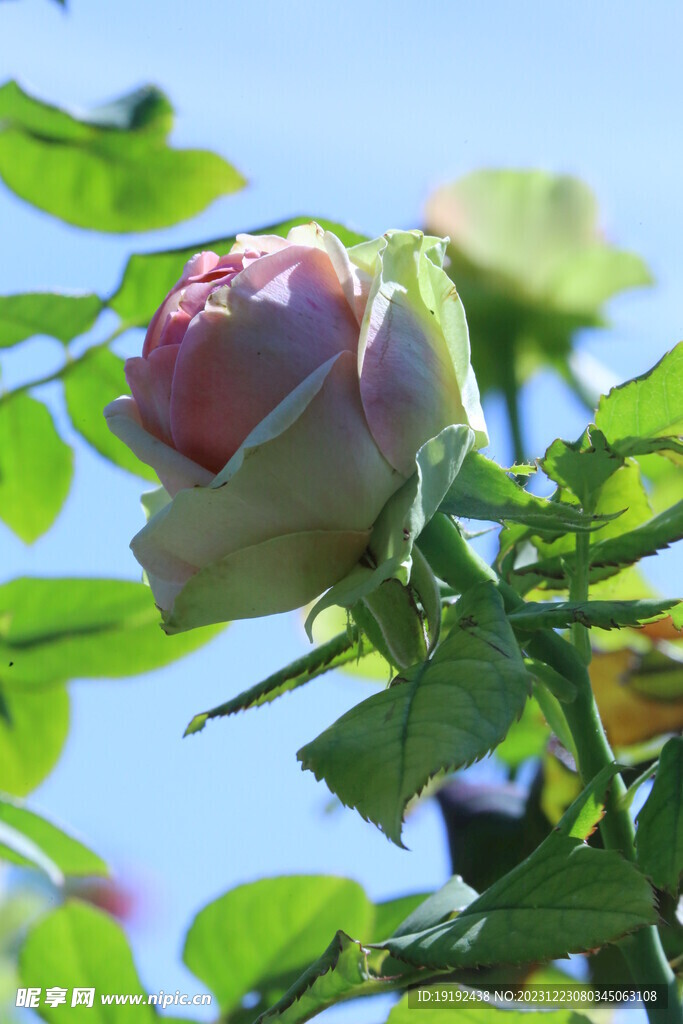 月季花